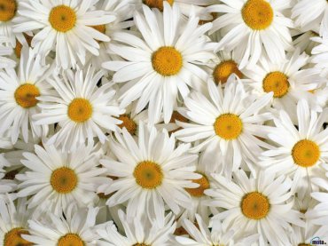 Проститутка Киева КАРИНА, снять за 400 грн час - большое фото