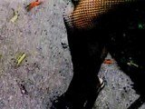 Лесбіянки-фетишистки